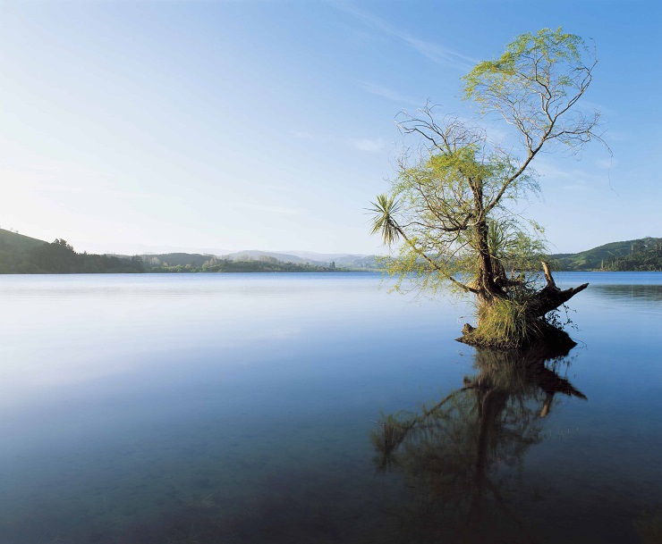 Tree in Lake Reflecting on Still Water